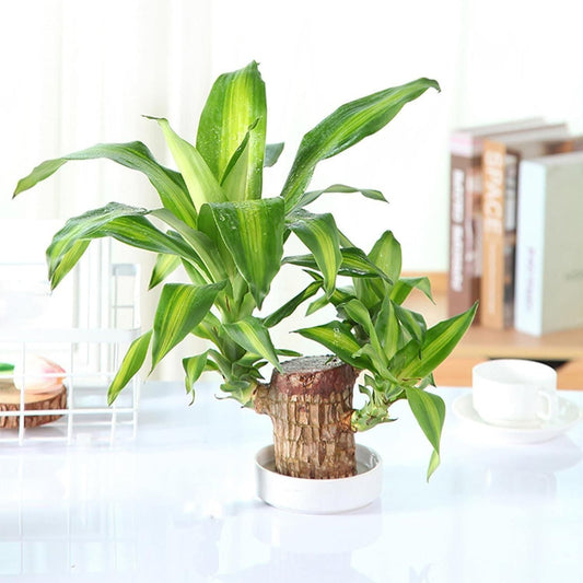 Brazilian Lucky Wood | Mini Home Plant Decoration